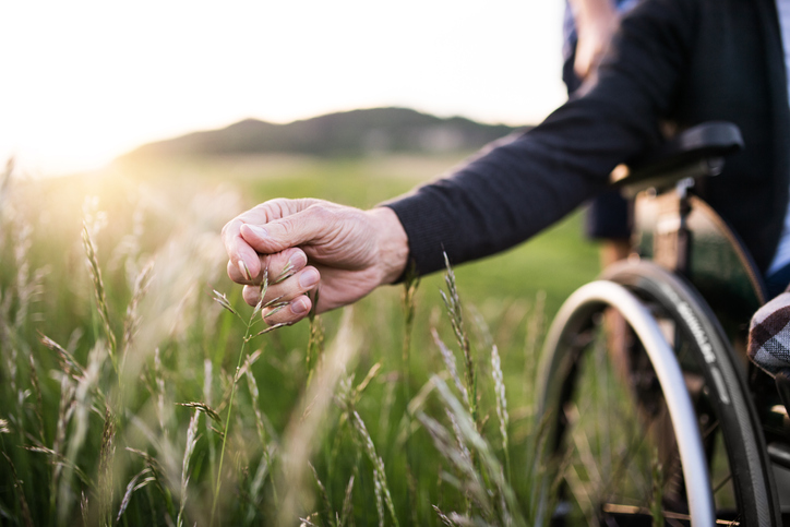 A hand of a senior man in wheelchair holding grass flower. An unrecognizable adult son with his father on a walk in nature at sunset. Close up.