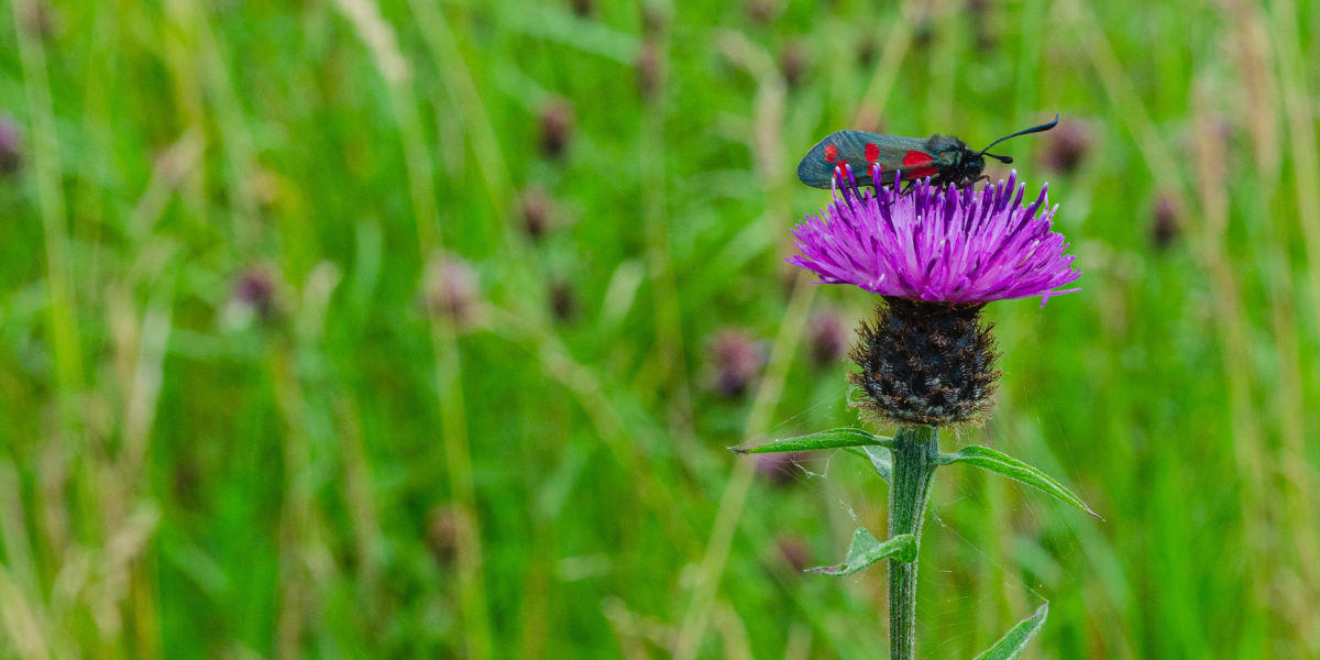 Purple heather with a colourful moth in a green field