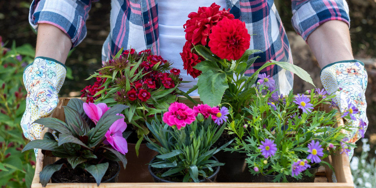Gardener with a box of flowers.