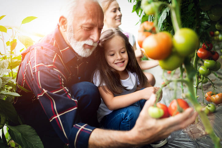 grandfather and daughter picking vegetables in the garden