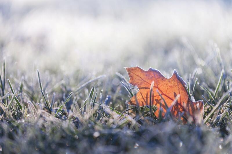 leave fell in the icy grass